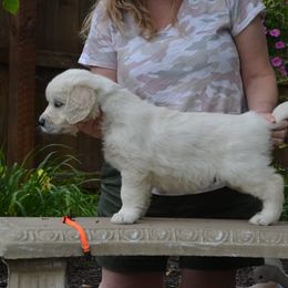 Golden Retriever Puppies from Starbrite Golden Retrievers
