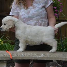 Golden Retriever Puppies from Starbrite Golden Retrievers
