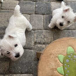 West Highland White Terrier Puppies from Windsor's West Highland White Terriers