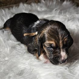 Boy 4 - male Basset Hound puppy in Richland Hills, Texas from The Basset Family