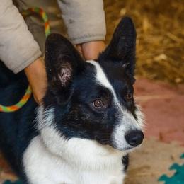 Astrid - Cardigan Welsh Corgi
