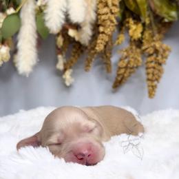 Everest - Cream male Dachshund puppy in Redding, California from Jean & Mae Doxies