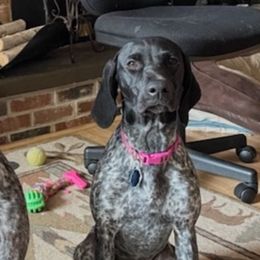 German Shorthaired Pointers from Jennie Henry's German Shorthaired Pointers