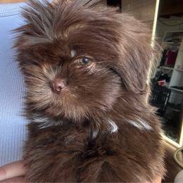 Buzz - Chocolate male Shih Tzu puppy in Azusa, California from RJ Shih Tzu lover