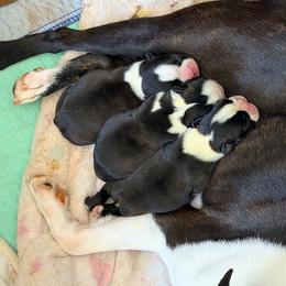 Male 1 - Black brindle and white male Boston Terrier puppy in Shell Knob, Missouri from Stoneridge Kennel