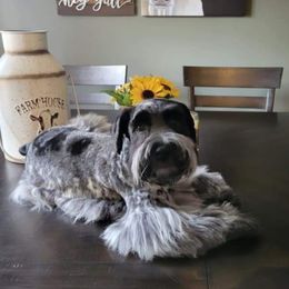 Miniature Schnauzers from Selene's Schnauzers