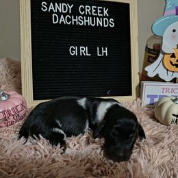 Millies black and tan piebald - Piebald female Dachshund puppy in Rosanky, Texas from Sandy Creek Minatare Dachshunds
