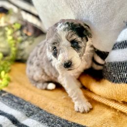 River - Blue merle male Aussiedoodle puppy in Eastman, Georgia from Dood B Ranch