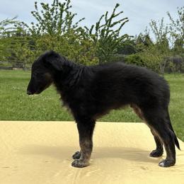 Silken Windhound Puppies from Luminous Silken Windhounds