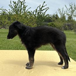Silken Windhound Puppies from Luminous Silken Windhounds