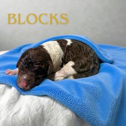 Blocks - Parti male Goldendoodle puppy in Ellenburg Center, New York from Kristin's Puppies