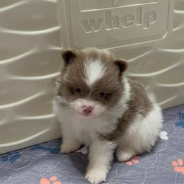 Spicy Boy 1 - Lavender male Pomeranian puppy in Maplefalls, Washington from Snow peak poms