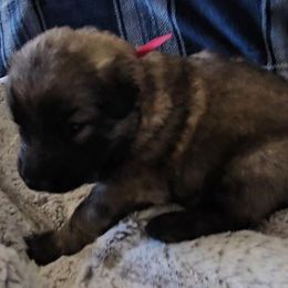 Ruby - Fawn sable female Shiloh Shepherd puppy in Loon Lake, Washington from SilverLiningShilohs