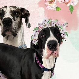 Great Danes from Majestic Giants Great Danes