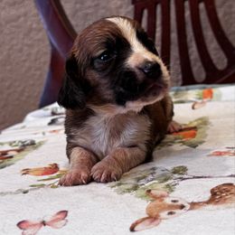 Lucy - Mahogany and white female Basset Hound puppy in Inman, Nebraska from Sandhill Hounds of Nebraska