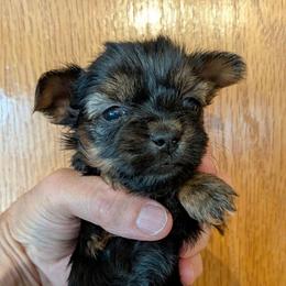 Tink-Tiny Pet only - Black and gold female Yorkshire Terrier puppy in Gatesville, Texas from KontryKritterz Yorkies