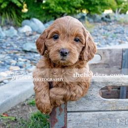 Goldendoodle puppies from BV Labs & Doodles