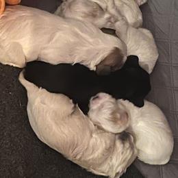 Girl 3 - White female Shih Tzu puppy in Rockmart, Georgia from Sonya Garrett