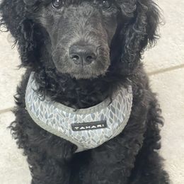 Poodle Puppies from Pure-Poodle