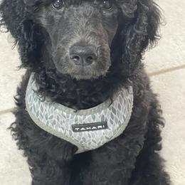 Poodle Puppies from Pure-Poodle