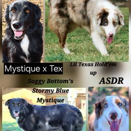 Australian Shepherd puppies from Once Upon a Time Aussies