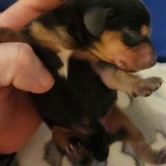 Dachshund Puppies from Wootens Wünderhunds