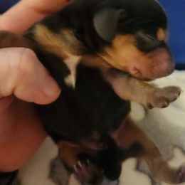 Dachshund Puppies from Wootens Wünderhunds