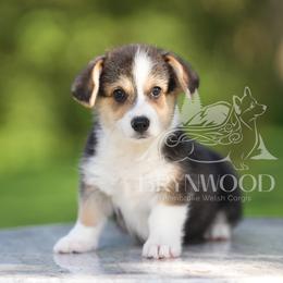 Red Collar - Black and tan female Pembroke Welsh Corgi puppy in Terrell, Texas from Brynwood Pembroke Welsh Corgis