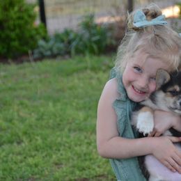 Pembroke Welsh Corgi Puppies from Griswold Pembroke Welsh Corgis