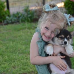 Pembroke Welsh Corgi Puppies from Griswold Pembroke Welsh Corgis