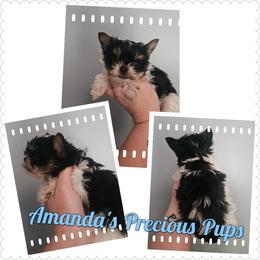 Jagger - Parti male Yorkshire Terrier puppy in Wartburg, Tennessee from Amanda's Precious Pups
