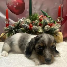 MOCHI - Dapple male Dachshund puppy in Elizabethtown, Kentucky from Teeny Tiny Puppy Tails