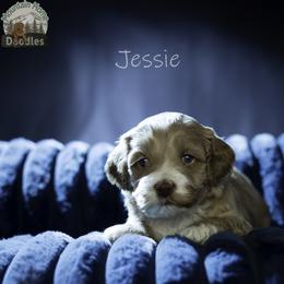 Jessie - Apricot female Australian Labradoodle puppy in Cashmere, Washington from Mountain Home Doodles