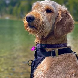 Goldendoodles from Britta's Goldendoodles