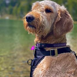 Goldendoodles from Britta's Goldendoodles