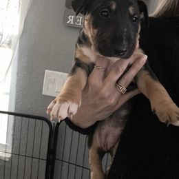 Red collar - Black tan and white female Miniature Bull Terrier puppy in Port Charlotte, Florida from Cloud Nine Ranch Bullies