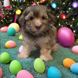 Blue collar - Chocolate male Havapoo puppy in Medina, Ohio from Momma's Minis