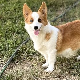 Dolly - Pembroke Welsh Corgi