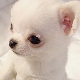 Chihuahuas from Brislin Chihuahuas