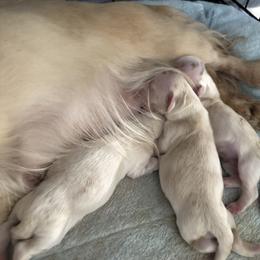 DONNER - Cream male Dachshund puppy in Visalia, California from DachGraston Dachshunds