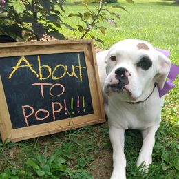 Boxers from Appalachian Boxers
