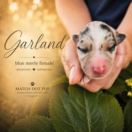 Garland - The Songbird - Blue merle female Australian Shepherd puppy in Pittsville, Wisconsin from Match Dot Pup