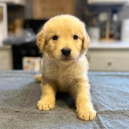 Cedar (Blue) - Golden male Golden Retriever puppy in Lodi, California from R3 Sport Dogs (R3 Goldens/ R3 Border Collies)