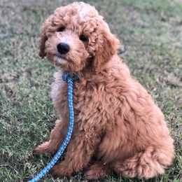 Chestnut - Red male Bernedoodle puppy in Springtown, Texas from North Texas Puppies