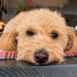Sugar - Maltipoo