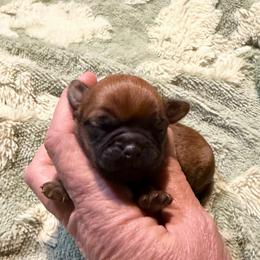 Chubacca (Chewy) - Belge male Brussels Griffon puppy in Seneca, Missouri from Stephanie’s Puppy Colony