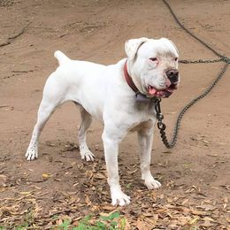 Cletus - Alapaha Blue Blood Bulldog
