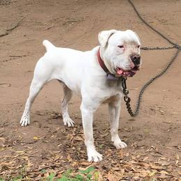 Cletus - Alapaha Blue Blood Bulldog