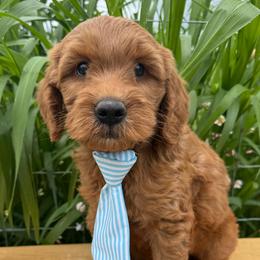 Australian Labradoodle, Double Doodle, and Goldendoodle Puppies from Blessed Day Doodles