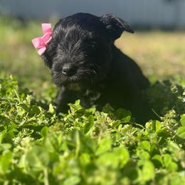 Girl 4 - Black female Miniature Schnauzer puppy in Dunlap, Tennessee from Beards of Glory
